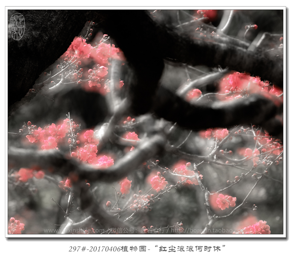 297#-20170406植物园-“红尘滚滚何时休”