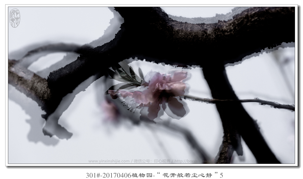 301#-20170406植物园-“花开般若尘心静”5