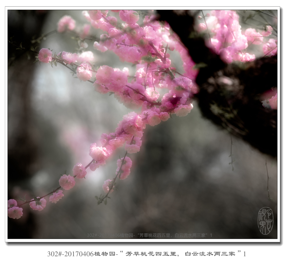 302#-20170406植物园-“芳草桃花四五里，白云流水两三家”1