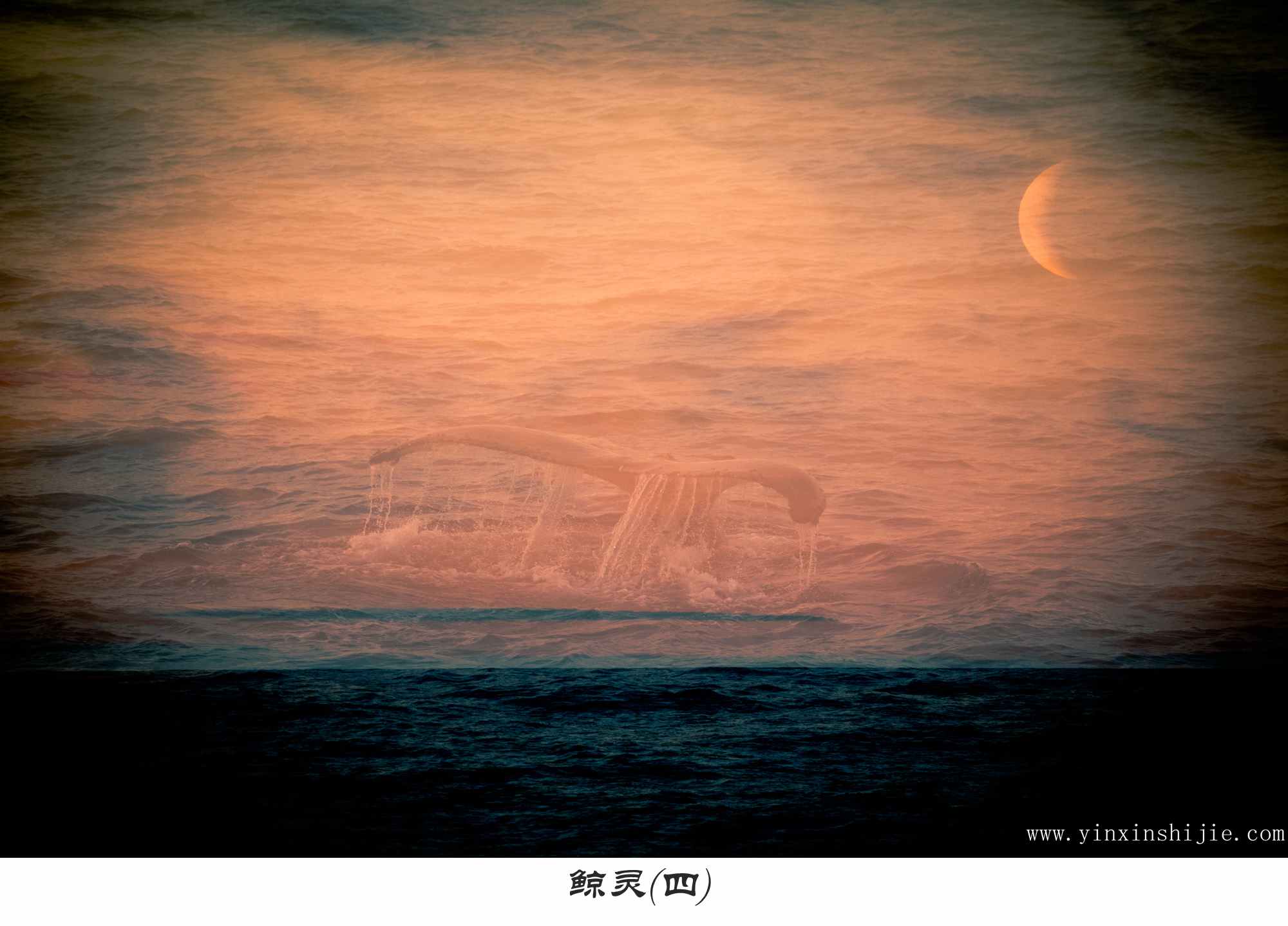 鲸灵(四)——2017南极