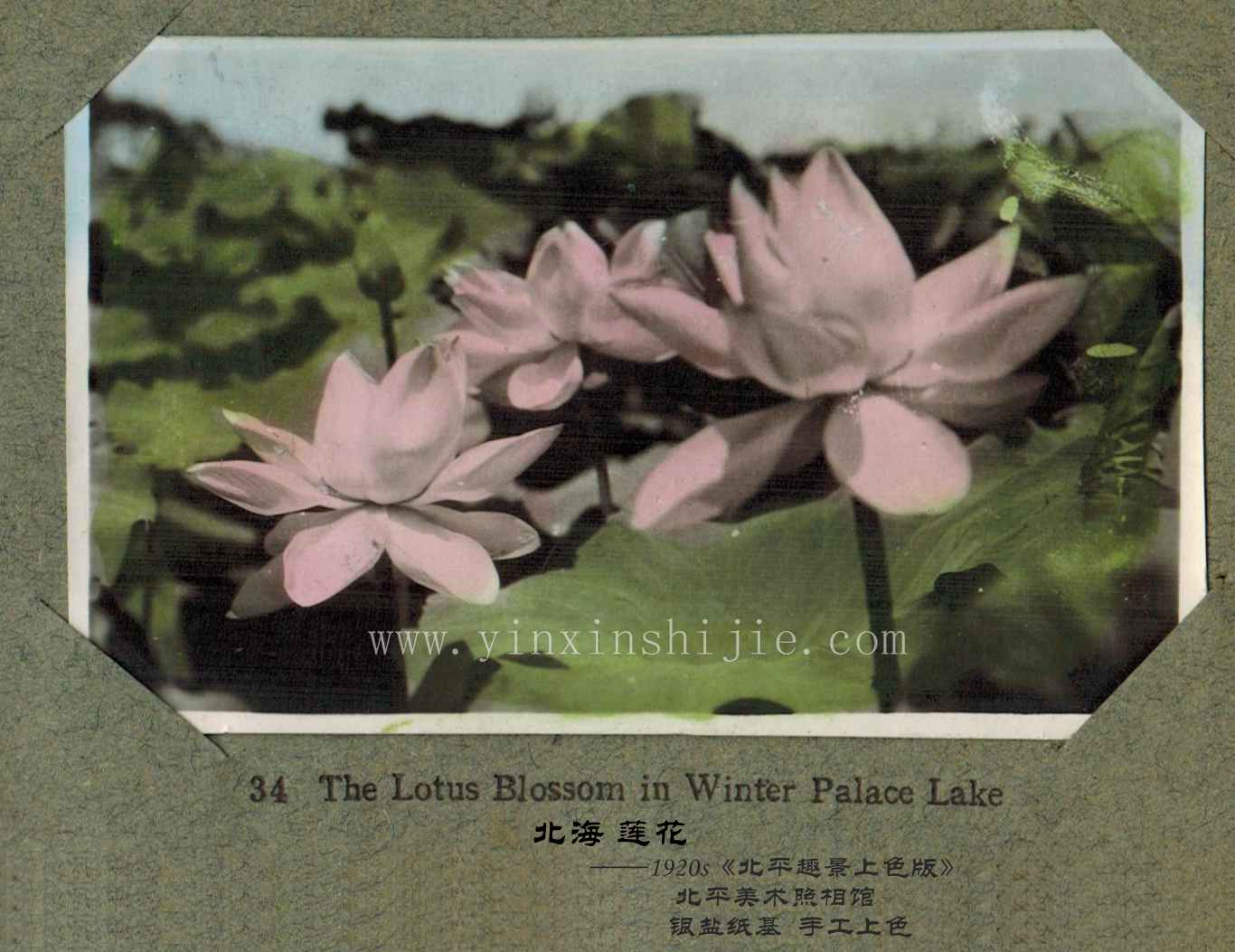 北海莲花——《北平趣景上色版》1920年
