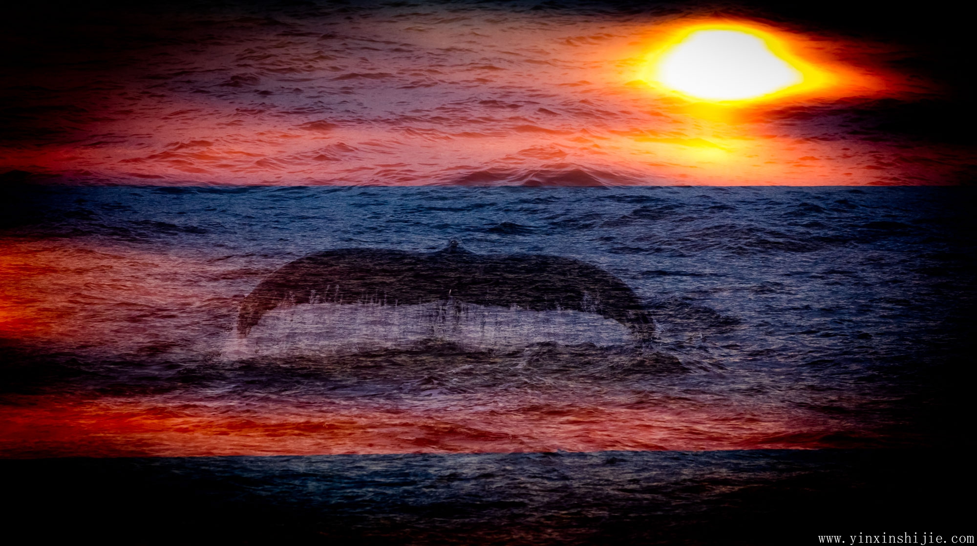 深海鲸灵——南极鲸鱼的