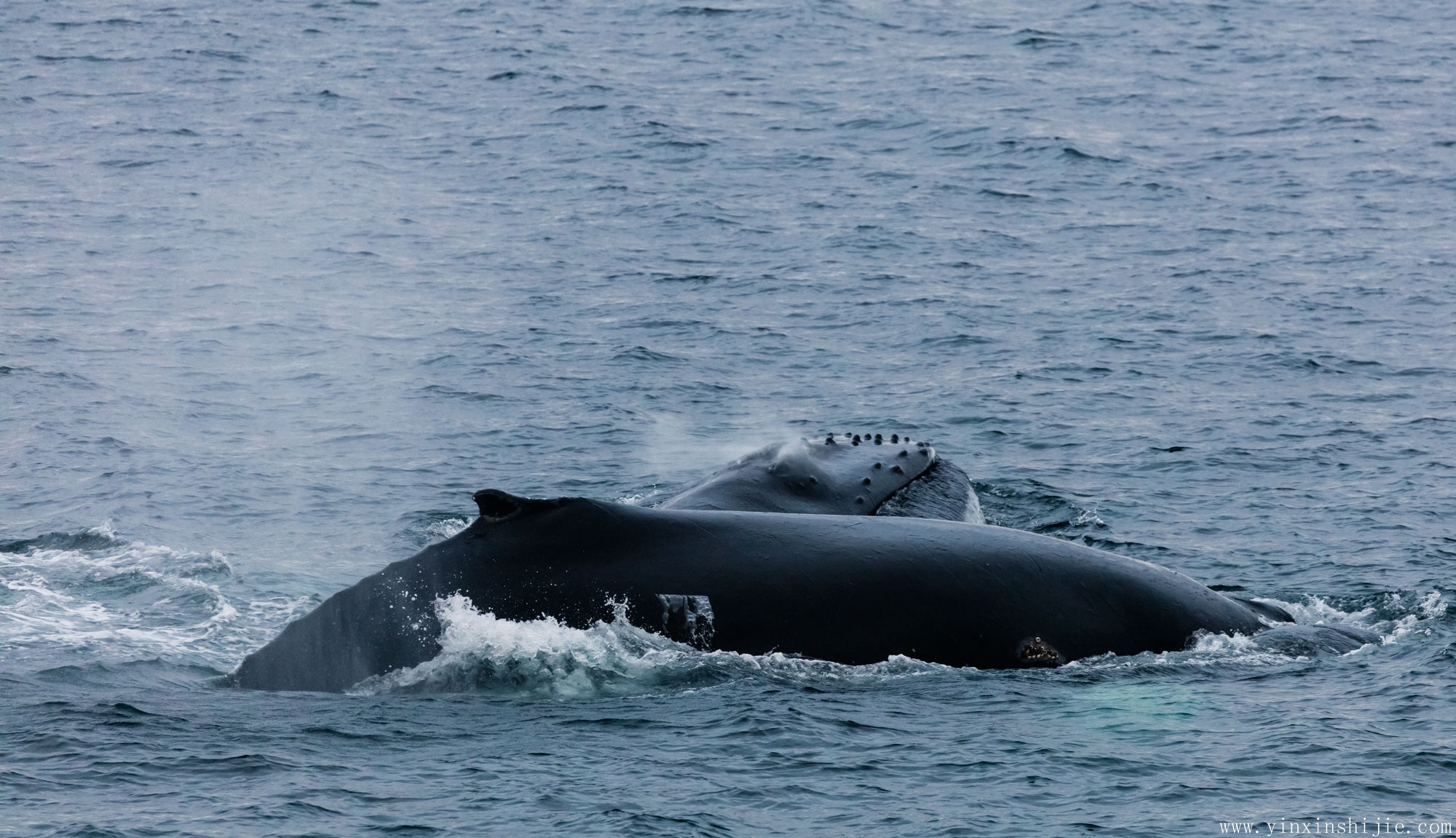 深海鲸灵——南极鲸鱼的舞动_印心视界