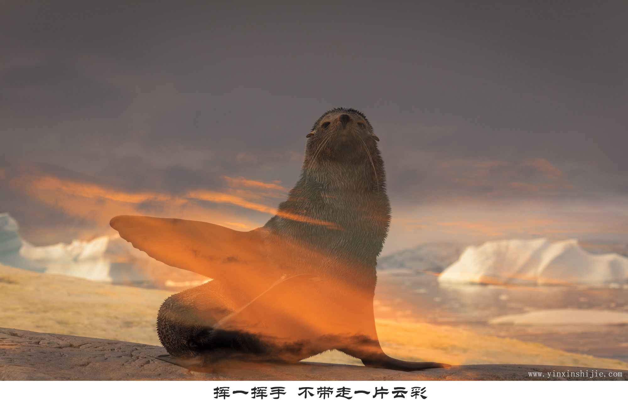 挥一挥手不带走一片云彩