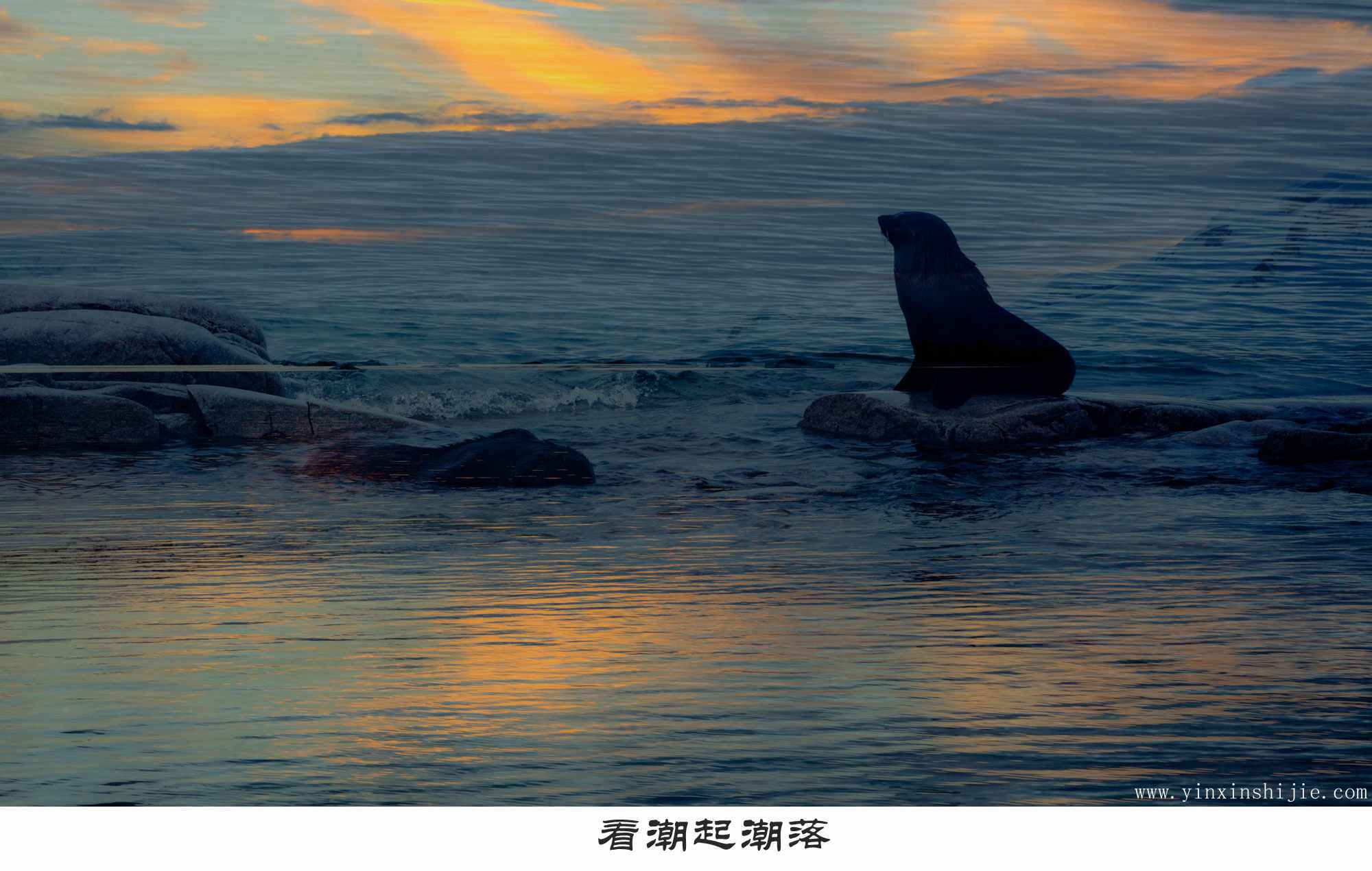 看潮起潮落-2017南极海豹