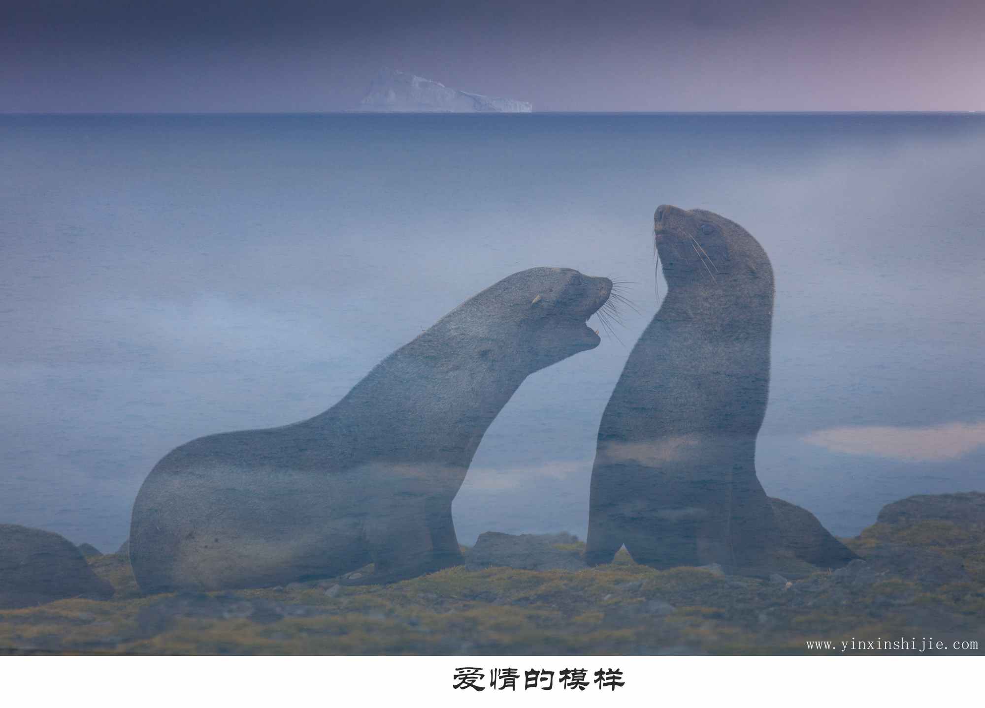 爱情的模样-2017南极海豹