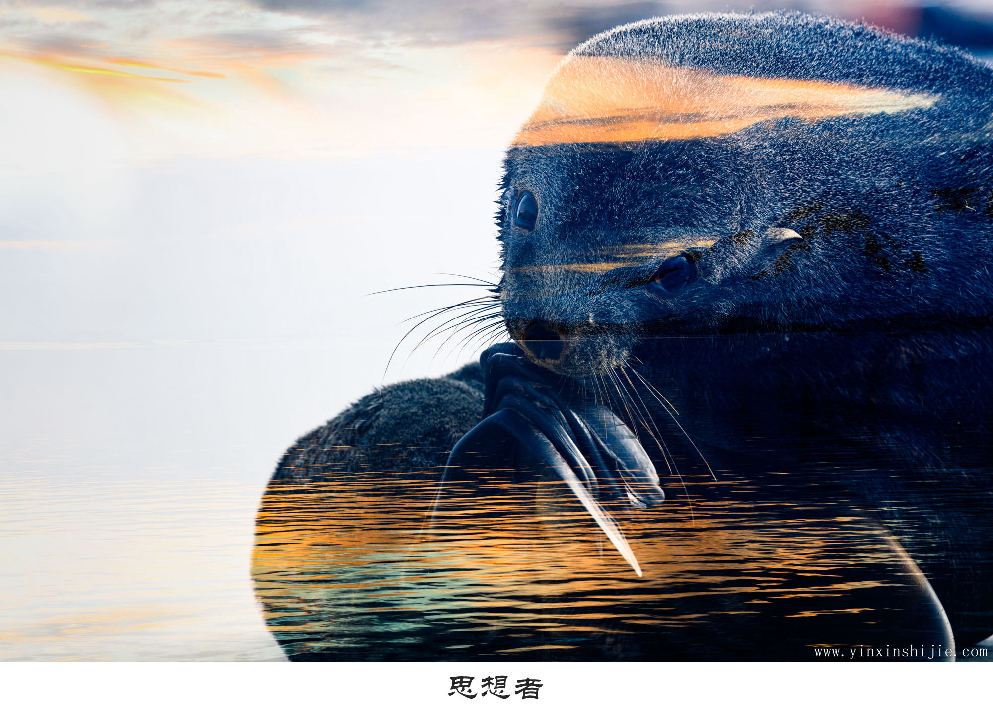 思想者-2017南极海豹