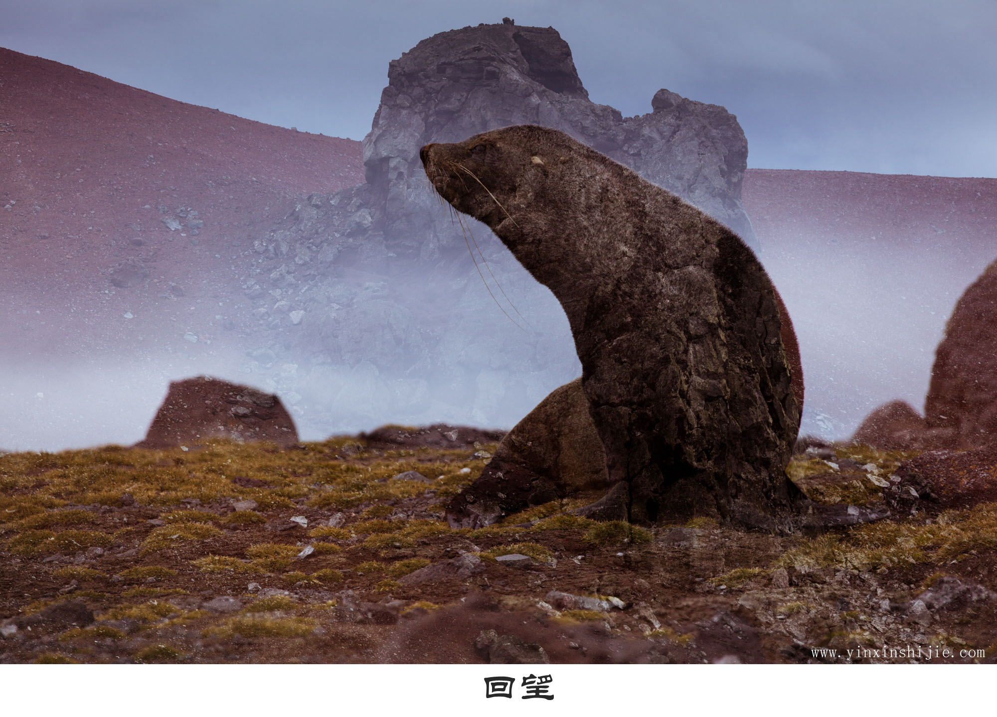 回望-2017南极海豹