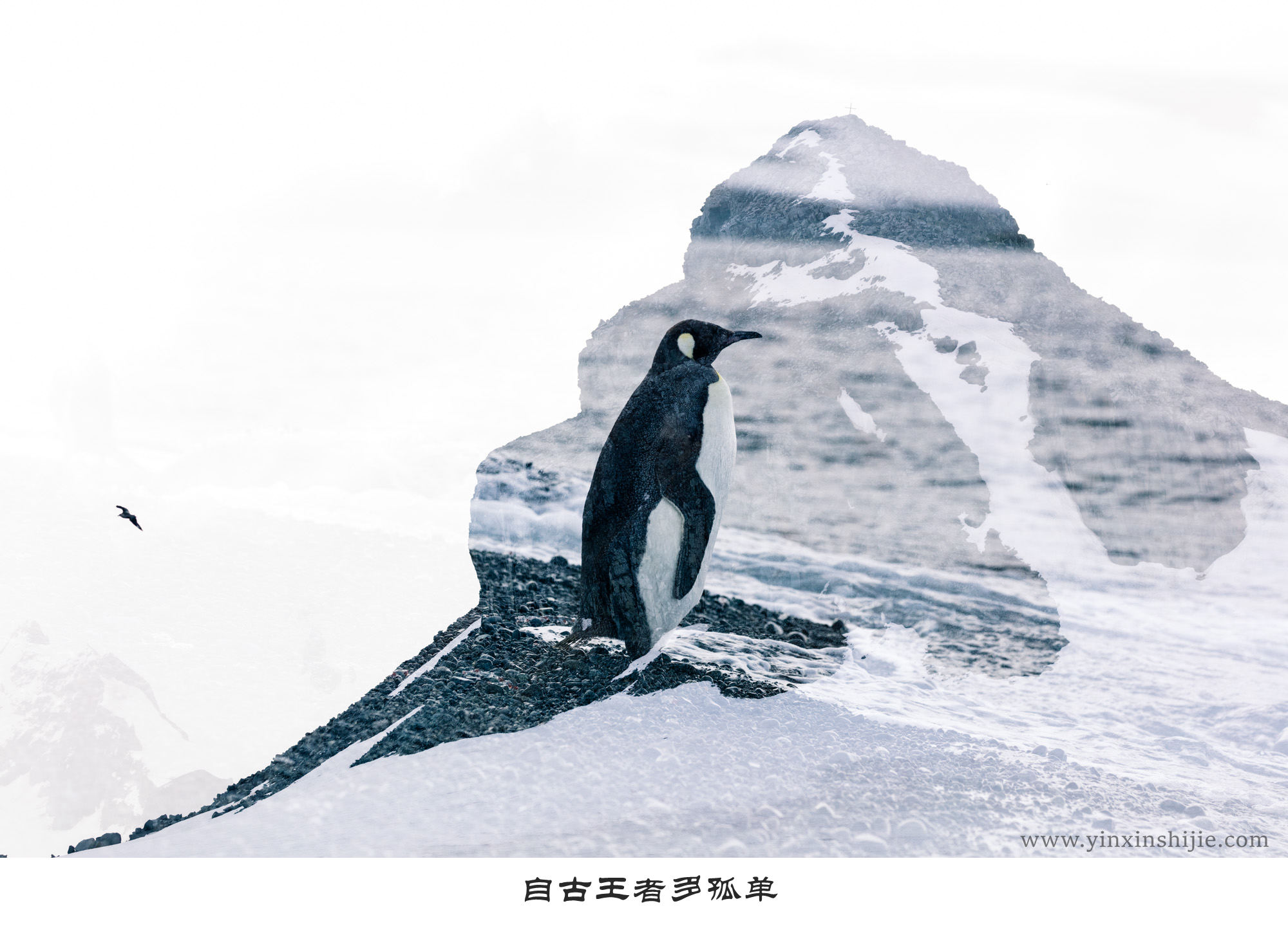自古王者多孤单-2017南极企