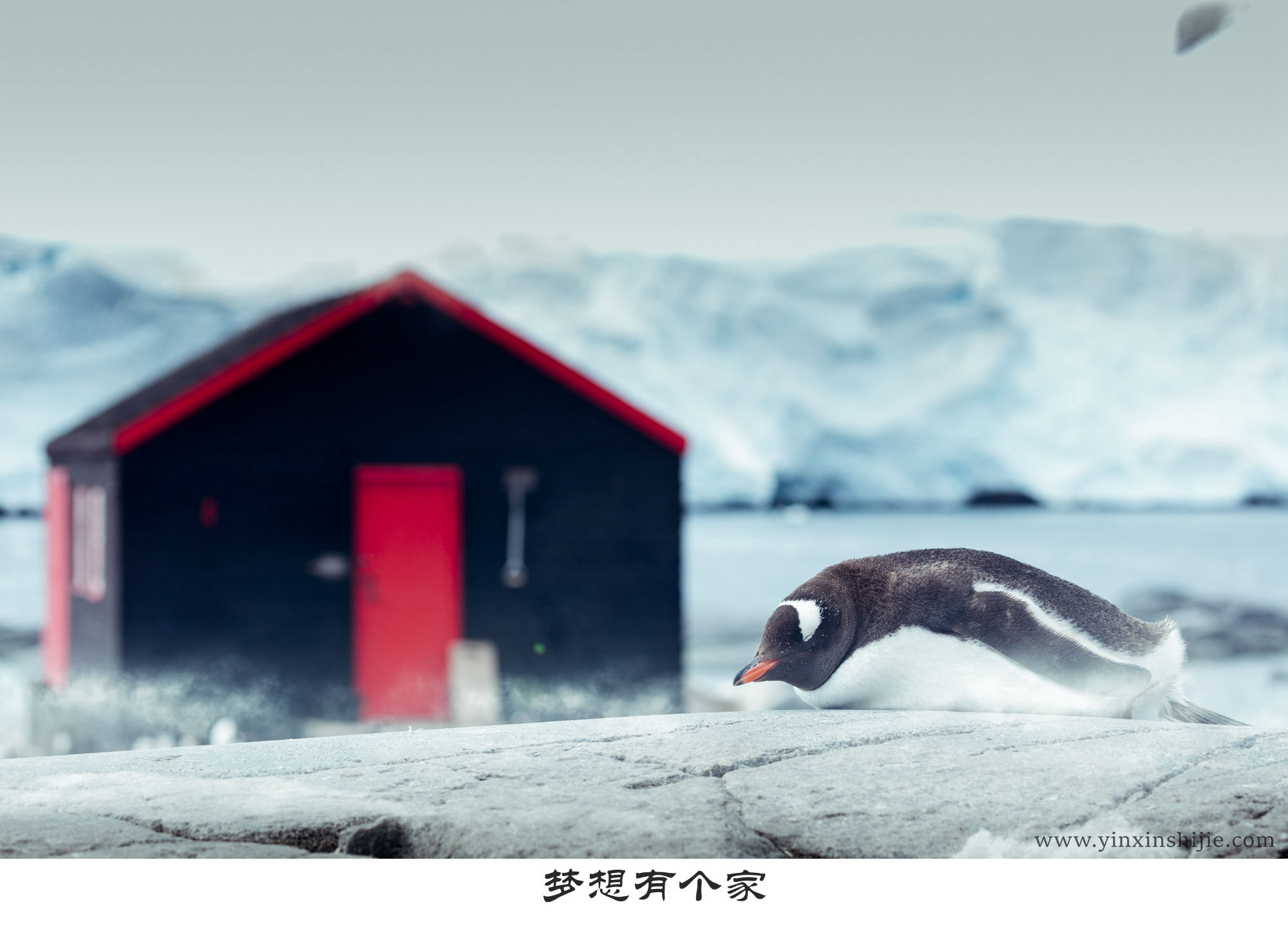梦想有个家-2017南极企鹅
