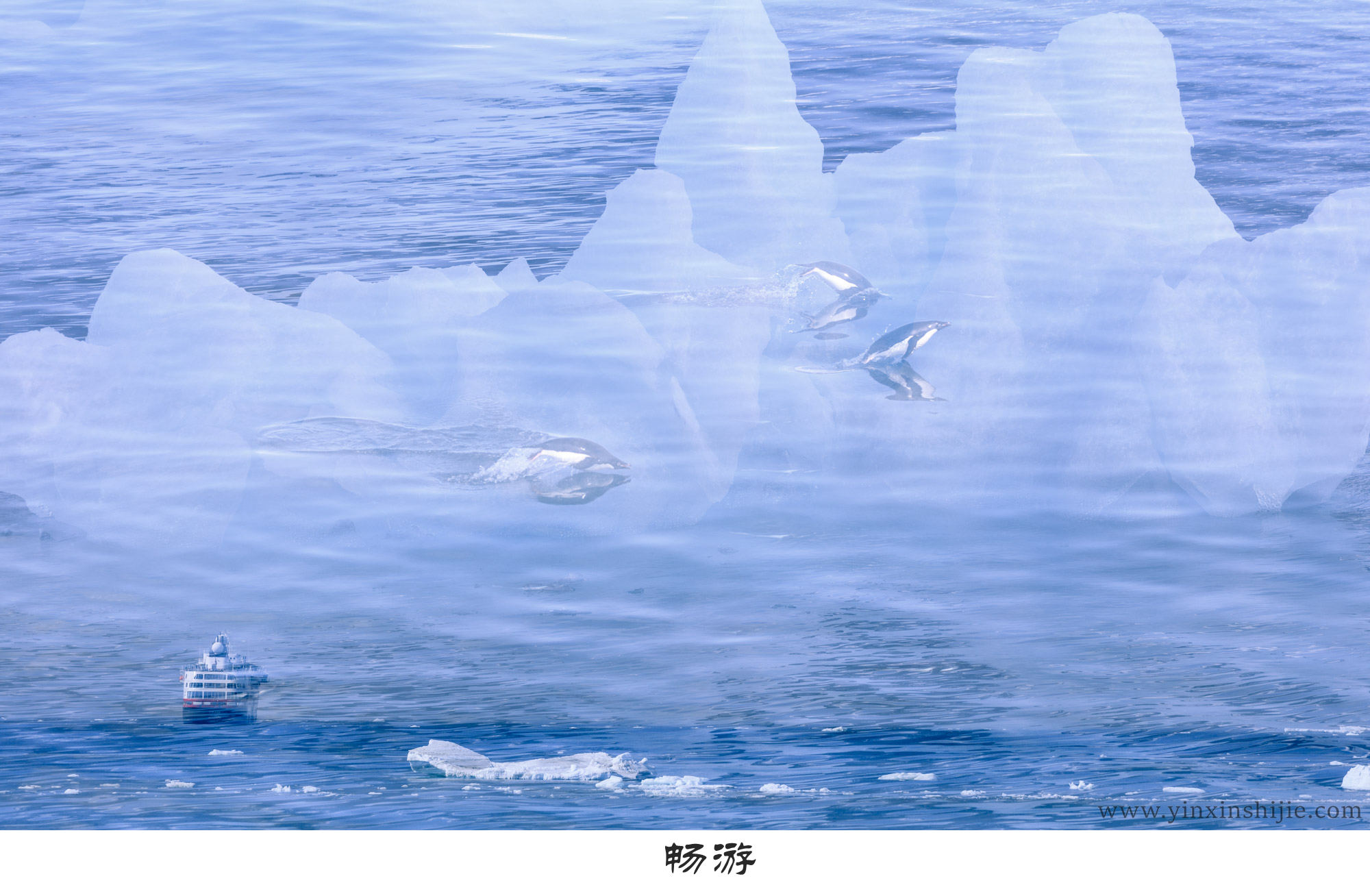 畅游-2017南极企鹅
