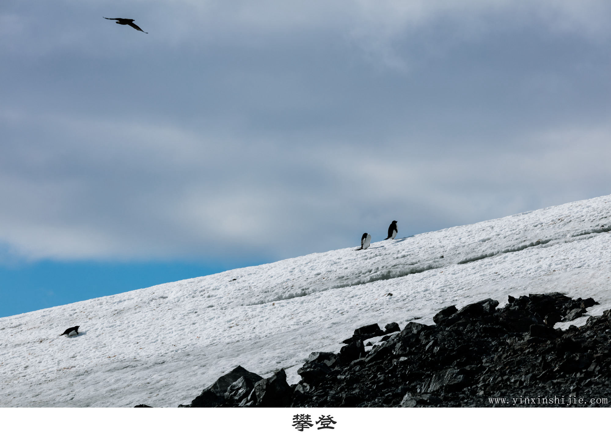 攀登-2017南极企鹅