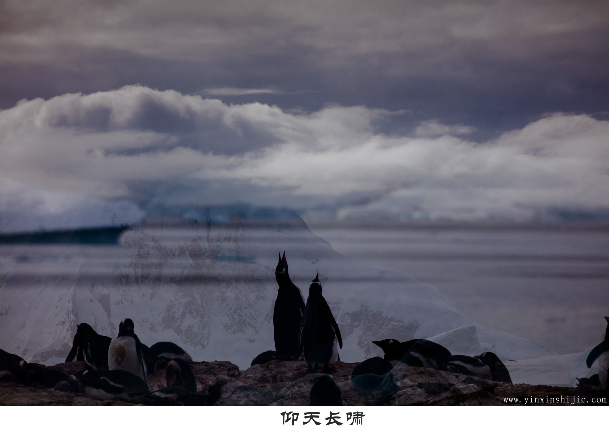 仰天长啸-2017南极企鹅