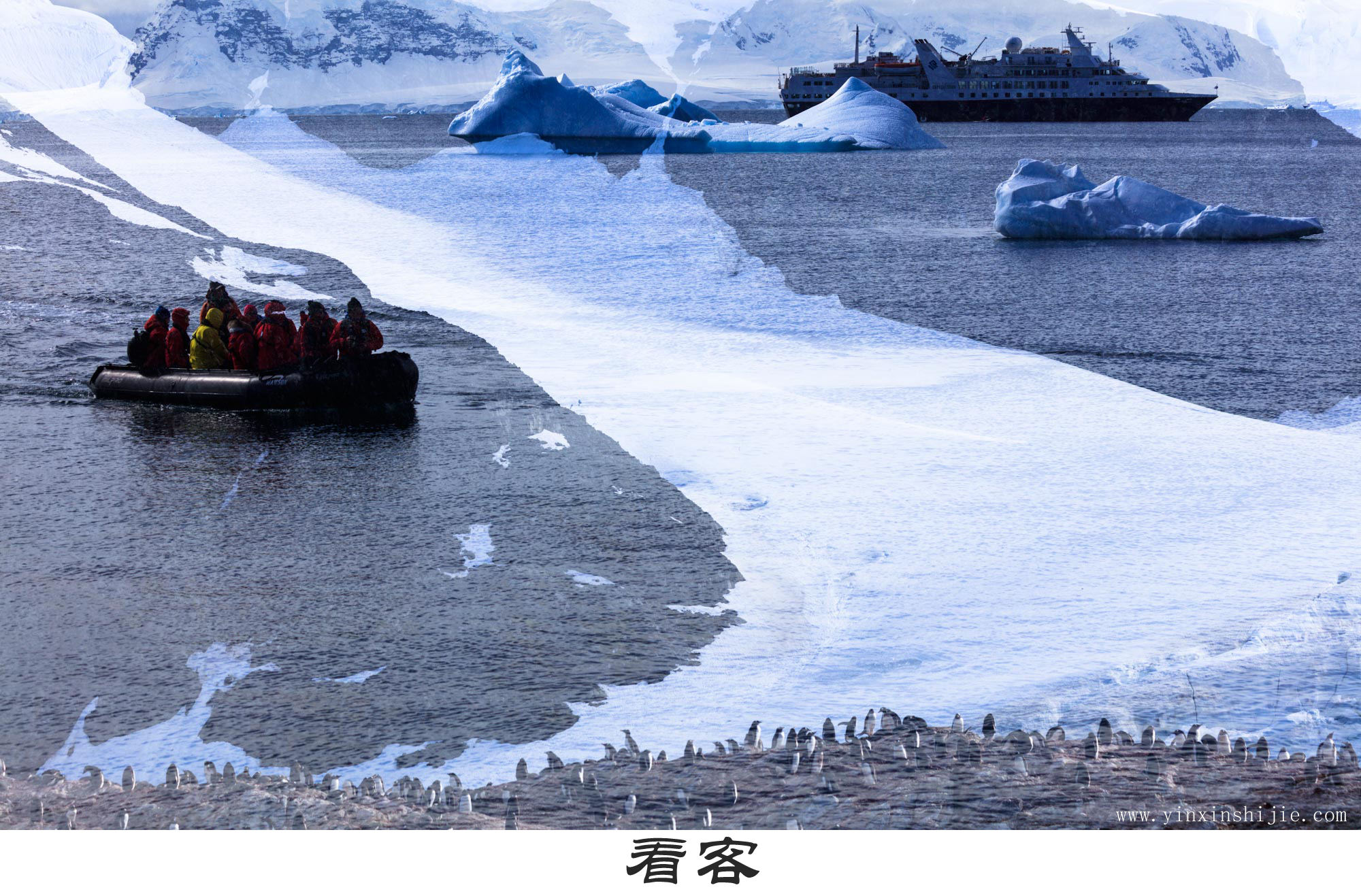 看客-2017南极企鹅