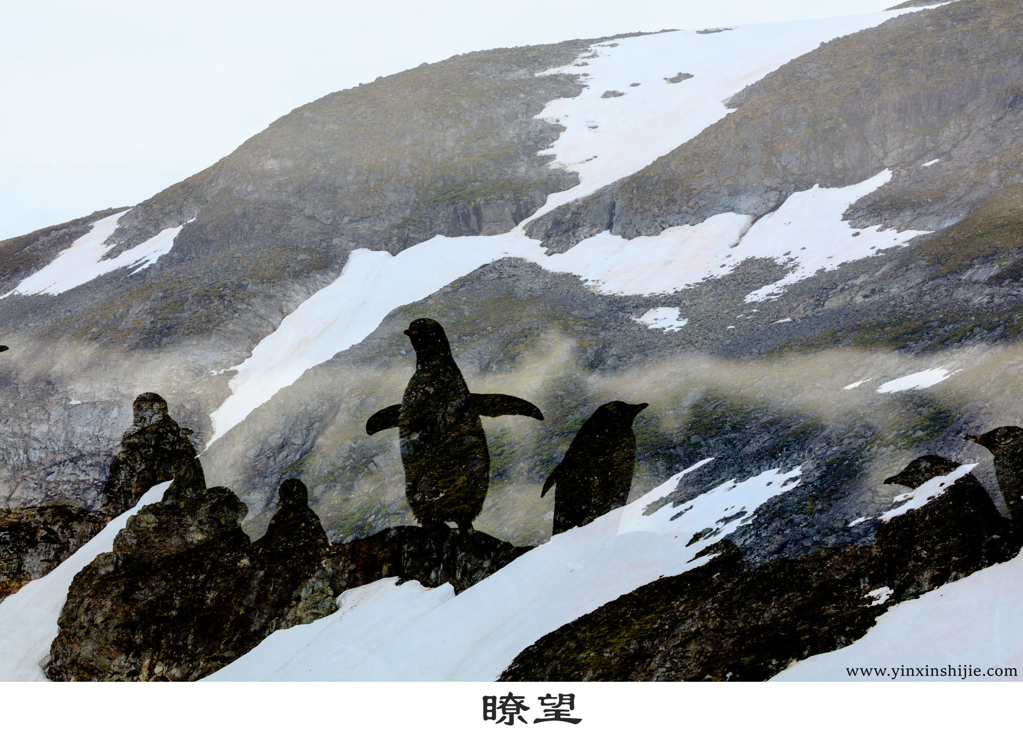 瞭望-2017南极企鹅