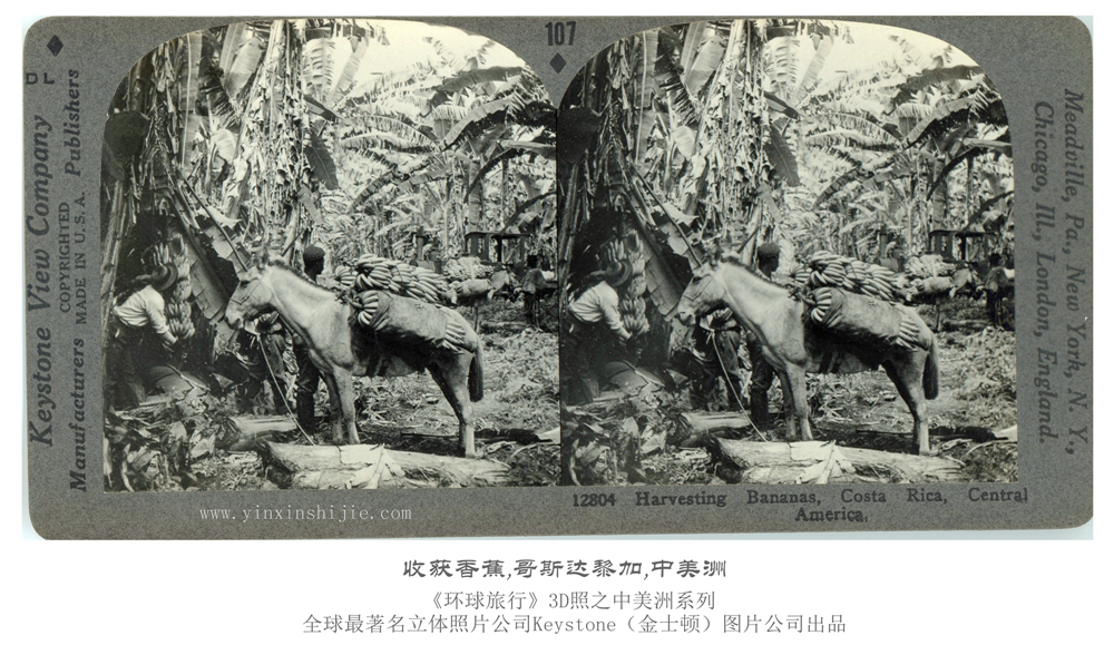 收获香蕉,哥斯达黎加,中美