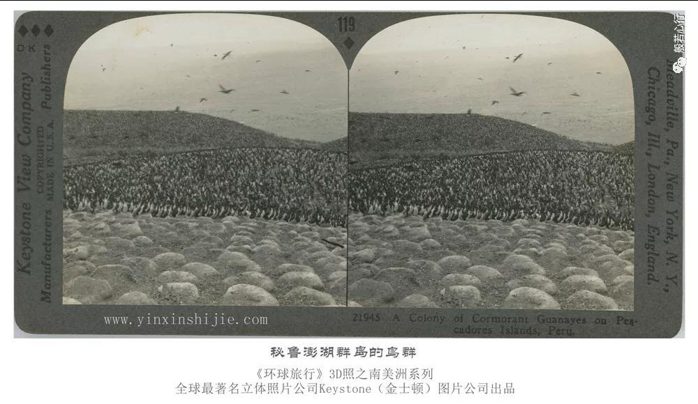 秘鲁澎湖群岛的鸟群-193