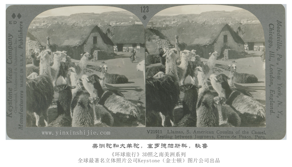 美洲驼和大羊驼,塞罗德帕斯科,秘鲁-1936年3D版《环球旅行》立体照片