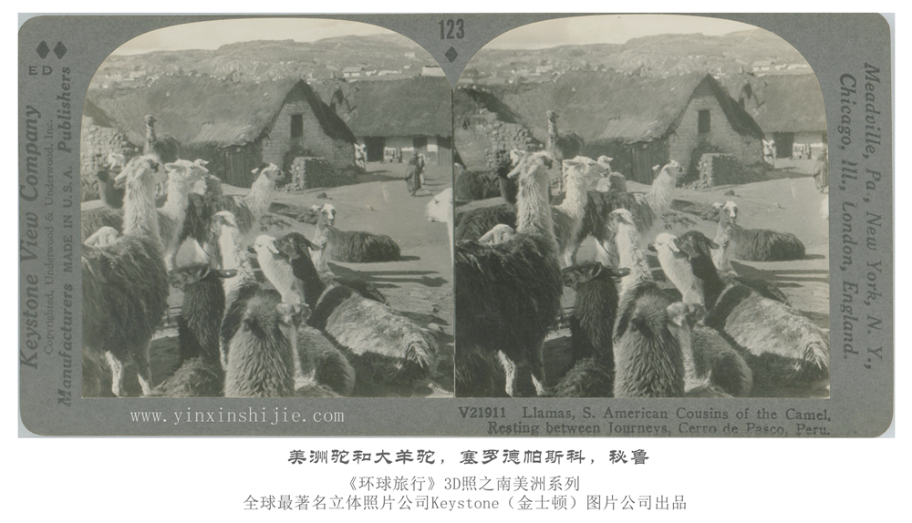 美洲驼和大羊驼,塞罗德帕