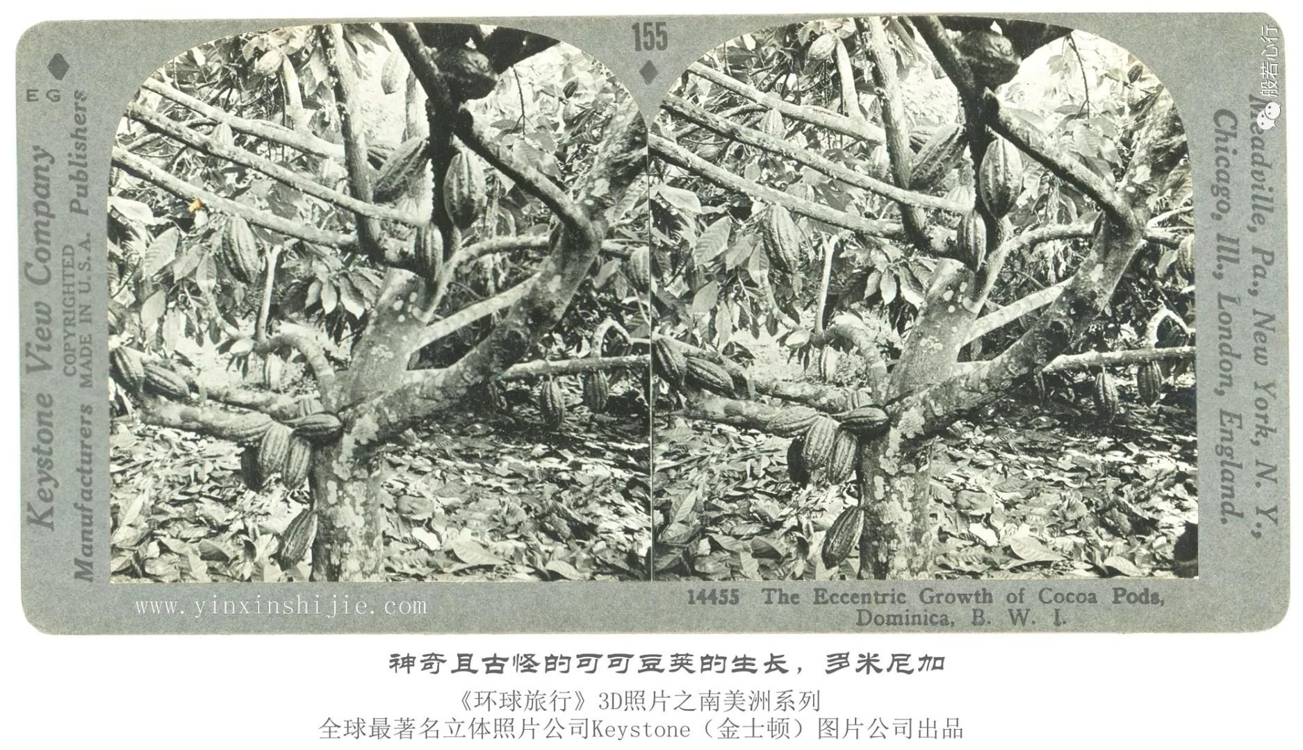 神奇且古怪的可可豆荚的