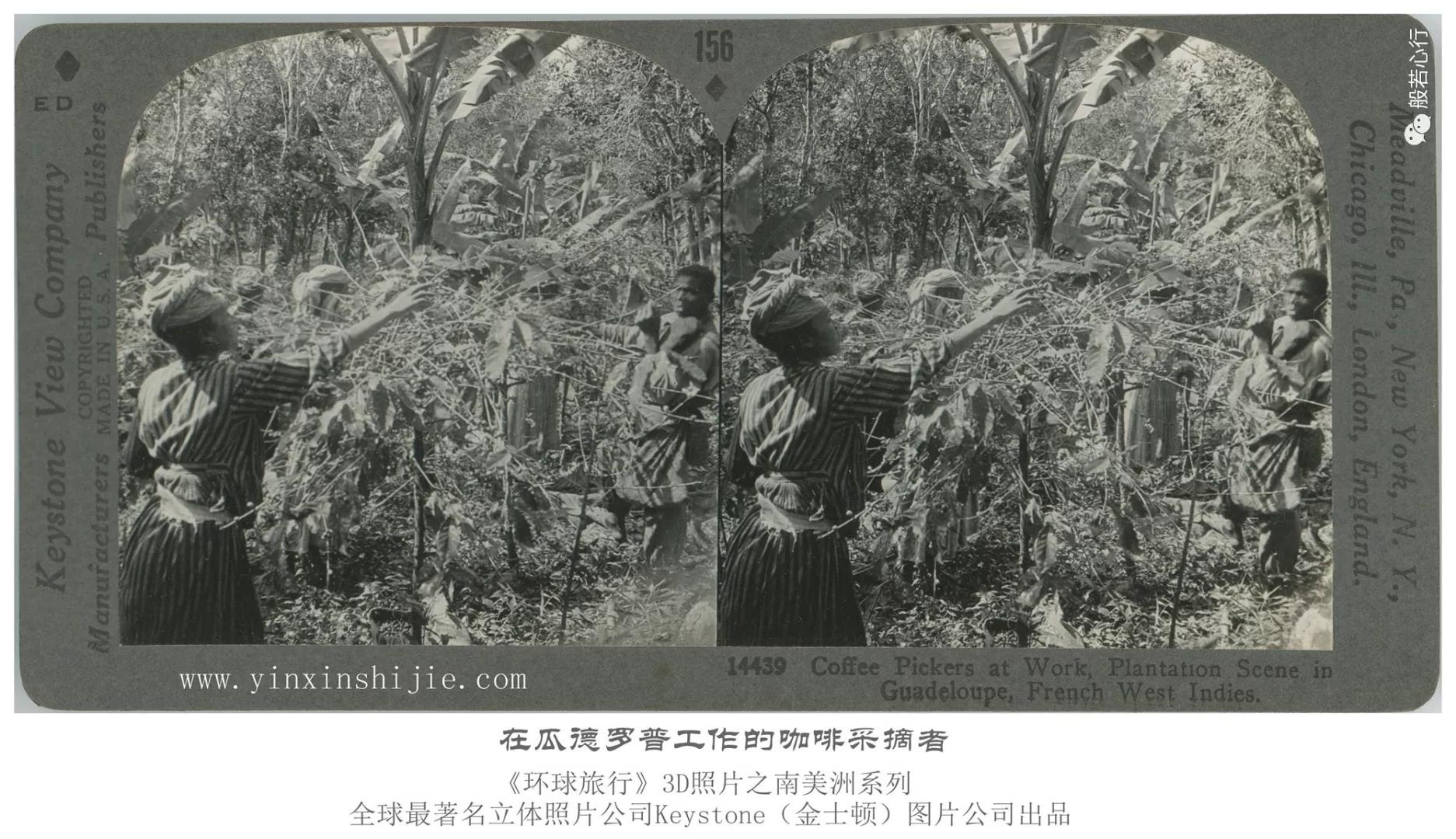 在瓜德罗普工作的咖啡采