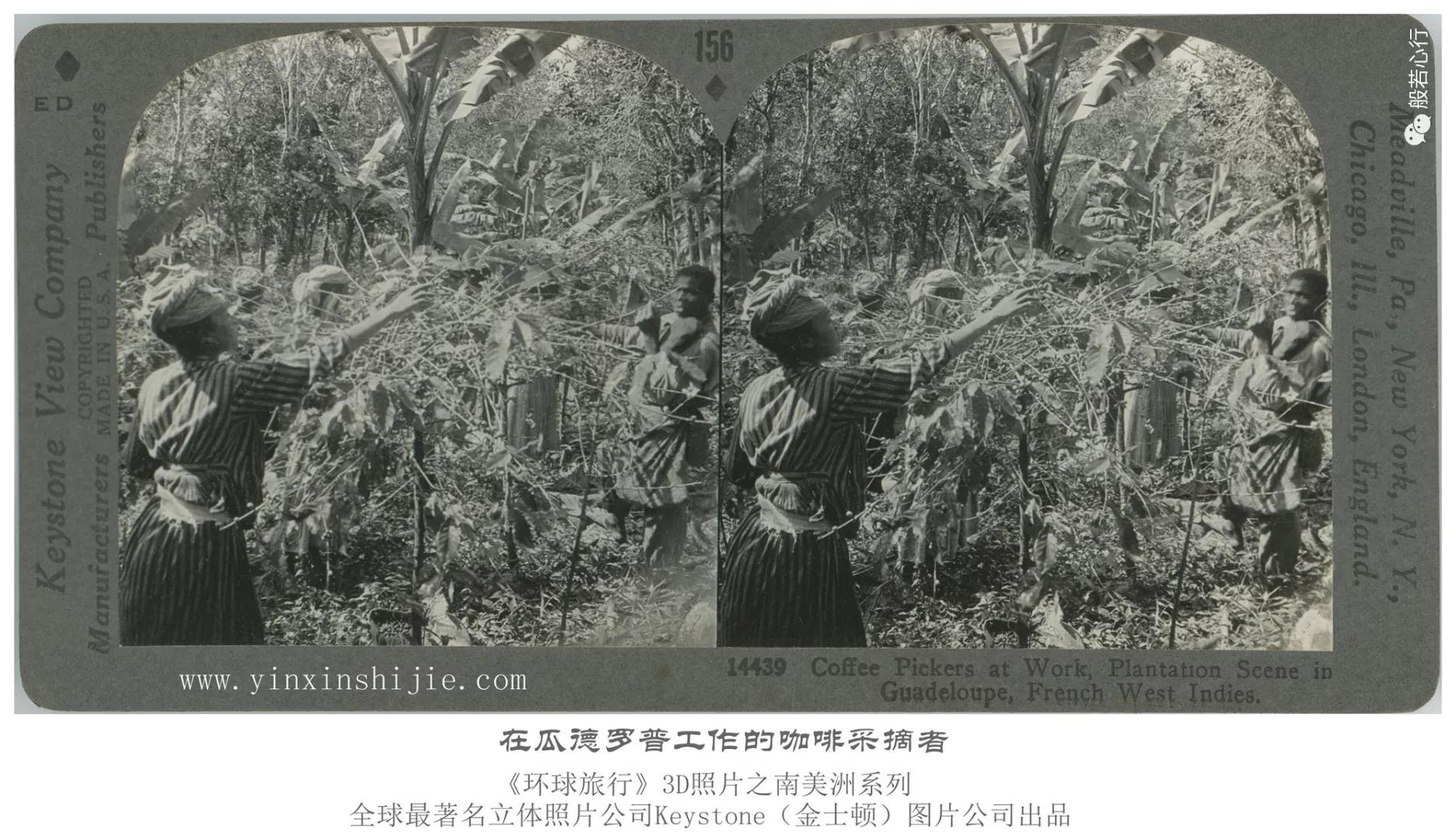 在瓜德罗普工作的咖啡采摘者-1936年3D版《环球旅行》立体照片