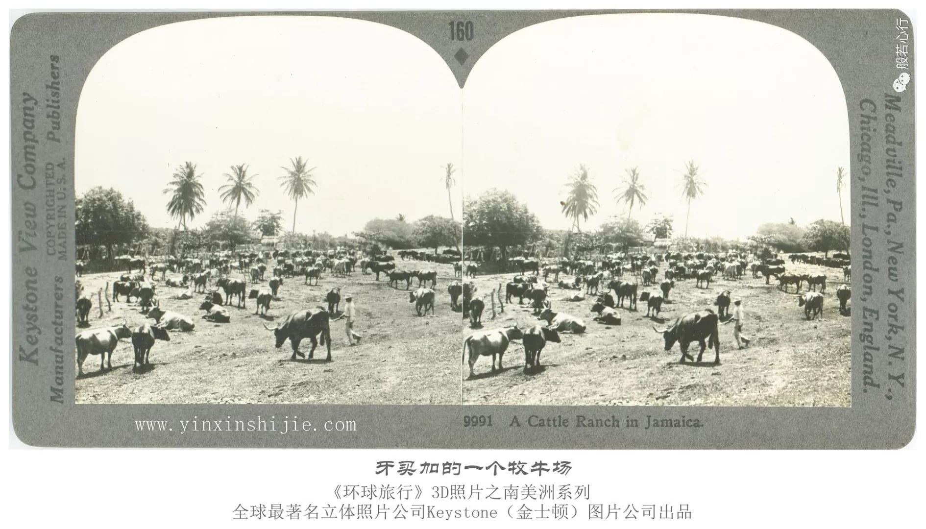 牙买加的一个牧牛场-193
