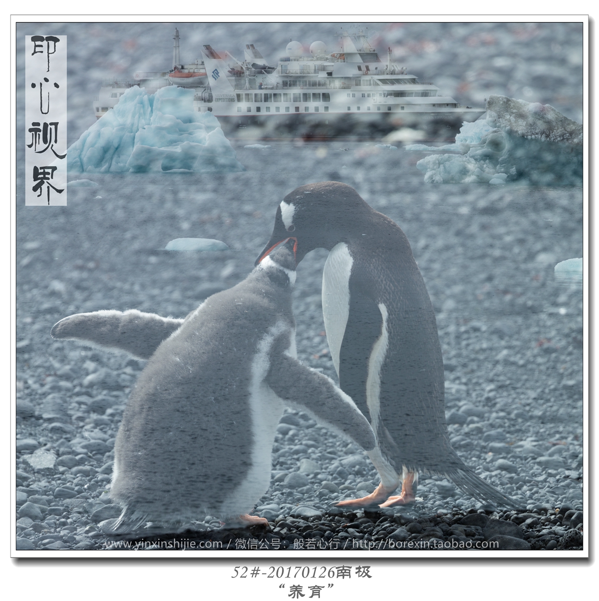 52#-20170126南极-“养育”