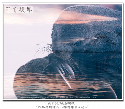 64#-20170126南极-“如果她能