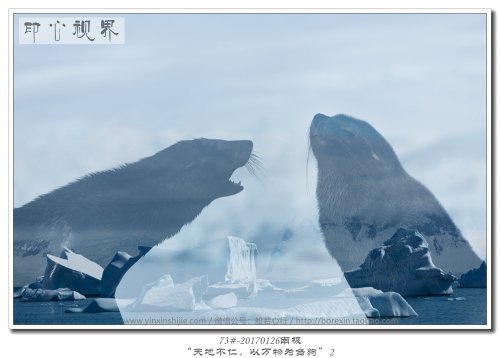 73#-20170126南极-“天地不仁