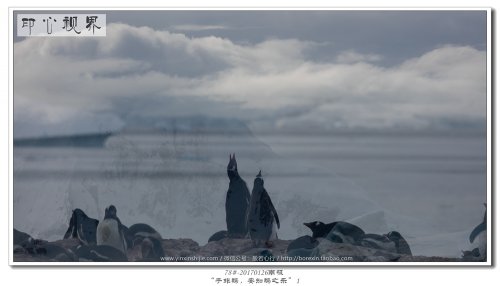 78#-20170126南极-“子非鹅，
