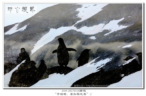 84#-20170126南极-“子非鹅，