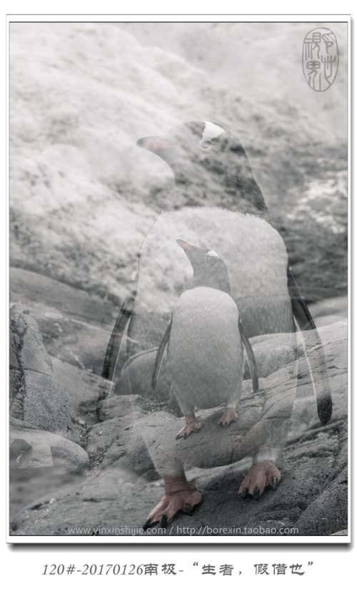 120#-20170126南极-“生者，假