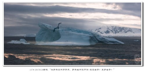 127#-20170126南极-“汝梦为鸟