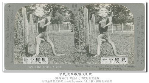 【立体环球1936】袋鼠,墨尔本,澳大利亚