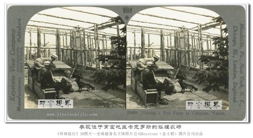 【立体环球1936】参观位于育空地区卡克罗斯的狐狸农场